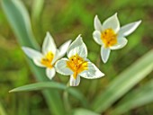 MORTON HALL GARDENS, WORCESTERSHIRE: WHITE, CREAM FLOWERS OF TULIPA TURKESTANICA, SPRING, MARCH, FLOWERING, BULBS, BLOOMING, NARTURALISED, GRASS, LAWN, MEADOW