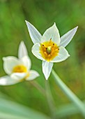 MORTON HALL GARDENS, WORCESTERSHIRE: WHITE, CREAM FLOWERS OF TULIPA TURKESTANICA, SPRING, MARCH, FLOWERING, BULBS, BLOOMING, NARTURALISED, GRASS, LAWN, MEADOW