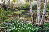MORTON HALL, WORCESTERSHIRE: WHITE TRUNK OF BIRCHES, WHITE NARCISSUS, SPRING, BULBS, BIRCH, BETULA, GARDEN, ENGLISH, STONE, PATHS, POOL, WATER, POND, CAMELLIA CORNISH SPRING