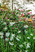 MORTON HALL, WORCESTERSHIRE: WHITE NARCISSUS, SPRING, BULBS, BIRCH, BETULA, GARDEN, ENGLISH, STONE, PATHS, POOL, WATER, POND, PINK FLOWERS OF CAMELLIA CORNISH SPRING