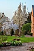 MORTON HALL GARDENS, WORCESTERSHIRE: WEST GARDEN, LAWN, WHITE FLOWERS, BLOSSOMS OF CHERRY TREE, PRUNUS SNOW GOOSE, MARCH, SPRING, JAPANESE, HELLEBORES, LAWN