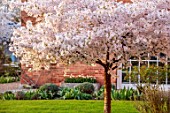 MORTON HALL GARDENS, WORCESTERSHIRE: WEST GARDEN, LAWN, WHITE FLOWERS, BLOSSOMS OF CHERRY TREE, PRUNUS INCISA THE BRIDE, MARCH, SPRING, JAPANESE