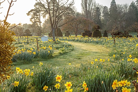 HEVER_CASTLE_KENT_MORNING_LIGHT_ON_LAWN_PATH_TOPIARY_YEW_BEE_HIVE_MEADOW_NATURALISED_DAFFODILS_CASTL