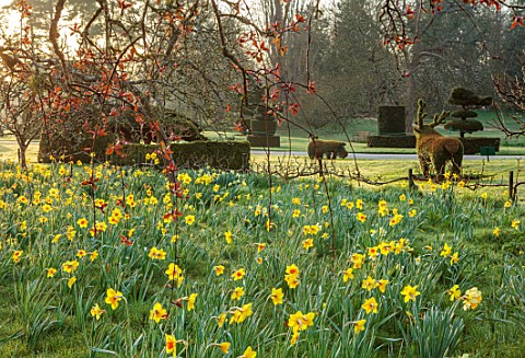 HEVER_CASTLE_KENT_MORNING_LIGHT_ON_LAWN_TOPIARY_YEW_MEADOW_NATURALISED_DAFFODILS_CASTLE_NARCISSUS_MA