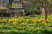 HEVER CASTLE, KENT: MORNING LIGHT ON MEADOW, NATURALISED DAFFODILS, ASTOR WING, NARCISSUS, MARCH, SPRING, MEADOWS