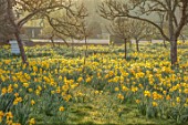 HEVER CASTLE, KENT: MORNING LIGHT ON LAWN, TOPIARY YEW, BEE HIVE, MEADOW, NATURALISED DAFFODILS, CASTLE, NARCISSUS, MARCH, SPRING, MEADOWS
