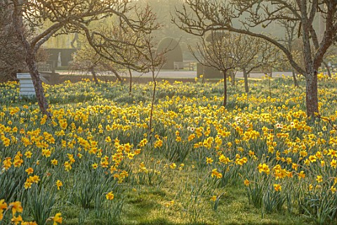 HEVER_CASTLE_KENT_MORNING_LIGHT_ON_LAWN_TOPIARY_YEW_BEE_HIVE_MEADOW_NATURALISED_DAFFODILS_CASTLE_NAR