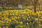 HEVER CASTLE, KENT: MORNING LIGHT BEE HIVE, MEADOW, NATURALISED DAFFODILS, NARCISSUS, MARCH, SPRING, MEADOWS
