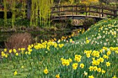 HEVER CASTLE & GARDENS, KENT: WOODEN BRIDGE, WATER, CANAL, WILLOW TREE, MARCH, YELLOW FLOWERS OF DAFFODILS, NARCISSUS