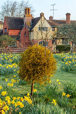 HEVER_CASTLE_KENT_MISTLETOE_NATURALISED_DAFFODILS_NARCISSUS_MARCH_SPRING_MEADOWS
