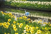 HEVER CASTLE & GARDENS, KENT: LAKE, POND, DAFFODILS, NARCISSUS ICE FOLLIES, SPRING, MARCH, WATER, SWAN, YELLOW FLOWERS OF