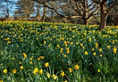 HEVER CASTLE, KENT: NATURALISED DAFFODILS, NARCISSUS, IN WOODLAND, MARCH, YELLOW FLOWERS, DRIFTS