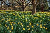 HEVER CASTLE, KENT: NATURALISED DAFFODILS, NARCISSUS, IN WOODLAND, MARCH, YELLOW FLOWERS, DRIFTS