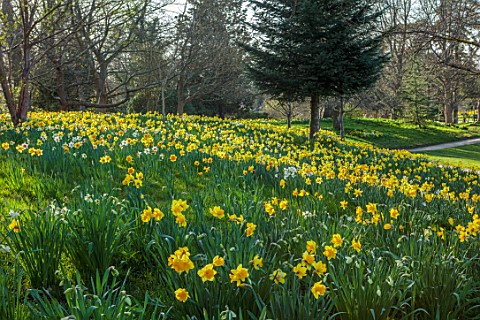 HEVER_CASTLE_KENT_NATURALISED_DAFFODILS_NARCISSUS_IN_WOODLAND_MARCH_YELLOW_FLOWERS_DRIFTS_SLOPES