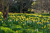 HEVER CASTLE, KENT: NATURALISED DAFFODILS, NARCISSUS, IN WOODLAND, MARCH, YELLOW FLOWERS, DRIFTS, SLOPES