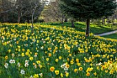HEVER CASTLE, KENT: NATURALISED DAFFODILS, NARCISSUS, IN WOODLAND, MARCH, YELLOW FLOWERS, DRIFTS, SLOPES