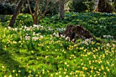 HEVER CASTLE, KENT: NATURALISED DAFFODILS, NARCISSUS, IN WOODLAND, MARCH, YELLOW, WHITE FLOWERS, DRIFTS, SLOPES