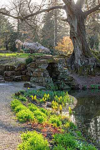 HEVER_CASTLE_KENT_POOL_GROTTO_POND_WATER_ROCKS_SKUNK_CABBAGE_LYSICHITON_AMERICANUS_TREE_MARCH