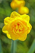 HEVER CASTLE, KENT: YELLOW, ORANGE, FLOWERS, BLOOMS OF DAFFODIL, NARCISSUS HEAMOOR, BULBS