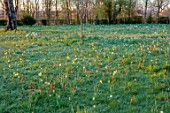 MORTON HALL, WORCESTERSHIRE: DAFFODILS, SNAKES HEAD FRITILLARY, FRITILLARIA MELEAGRIS IN MEADOW, PARKLAND, SPRING, BULBS, NARCISSUS, TREES, MORNING LIGHT, SUNRISE