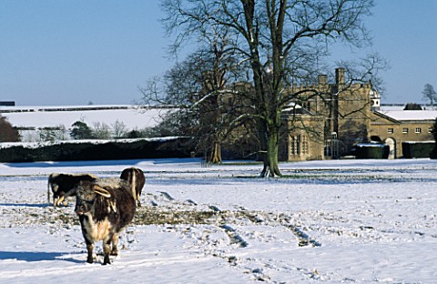 LONG_HORN_CATTLE_AND_THE_HOUSE_AT_ROUSHAM_PARK__OXFORDSHIRE