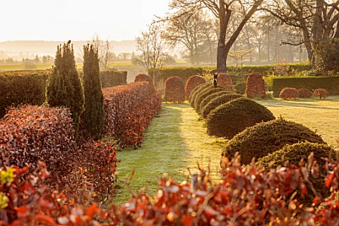LOWER_BOWDEN_MANOR_BERKSHIRE_SPRING_APRIL_SUNRISE_MORNING_MAIN_LAWN_BEECH_YEW_HEDGES_HEDGING_CLIPPED