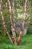 LOWER BOWDEN MANOR, BERKSHIRE: SPRING, APRIL, BETULA NIGRA, BIRCHES, TERRACOTTA CONTAINERS