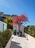 MAYFAIR PENTHOUSE GARDEN, LONDON, PLANTING DESIGN BY ALASDAIR CAMERON: ROOF TERRACE, BALCONY, HEDGES, HEDGING, CONTAINER, MAPLES, ACER PALMATUM DESHOJO, RED, PINK, LEAVES
