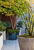 MAYFAIR PENTHOUSE GARDEN, LONDON, PLANTING DESIGN BY ALASDAIR CAMERON: ROOF TERRACE, BALCONY, CONTAINERS, MAPLES, ACER PALMATUM, CHAIR, RAISED BEDS, MAHONIA SOFT CARESS