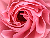 GREEN AND GORGEOUS FLOWERS, OXFORDSHIRE: CLOSE UP OF CENTRE OF PINK RANUNCULUS FLOWER, PATTERN, FLOWERS, BLOOMS