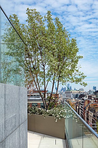 MAYFAIR_PENTHOUSE_GARDEN_LONDON_PLANTING_ALASDAIR_CAMERON_TERRACE_ROOF_CONTAINERS_BALCONYRAISED_BED_