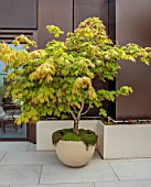 MAYFAIR PENTHOUSE GARDEN, LONDON, PLANTING DESIGN BY ALASDAIR CAMERON: ROOF TERRACE, BALCONY, CONTAINERS, MAPLES, ACER JAPONICA ACONITIFOLIUM, TREES, LEAVES, FOLIAGE