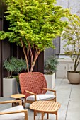 MAYFAIR PENTHOUSE GARDEN, LONDON, PLANTING DESIGN BY ALASDAIR CAMERON: ROOF TERRACE, BALCONY, CONTAINERS, MAPLES, ACER PALMATUM, CHAIRS, MAHONIA SOFT CARESS