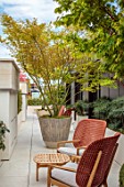 MAYFAIR PENTHOUSE GARDEN, LONDON, PLANTING DESIGN BY ALASDAIR CAMERON: ROOF TERRACE, BALCONY, CONTAINERS, MAPLES, ACER PALMATUM, CHAIRS, MAHONIA SOFT CARESS