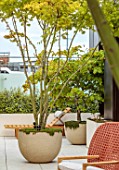 MAYFAIR PENTHOUSE GARDEN, LONDON, PLANTING DESIGN BY ALASDAIR CAMERON: ROOF TERRACE, BALCONY, CONTAINERS, MAPLES, ACER PALMATUM, CHAIRS, ACER JAPONICA ACONITIFOLIUM
