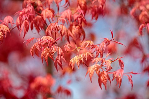 MAYFAIR_PENTHOUSE_GARDEN_LONDON_PLANTING_DESIGN_BY_ALASDAIR_CAMERON_RED_PINK_LEAVES_OF_MAPLE_ACER_PA