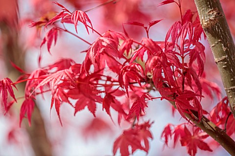 MAYFAIR_PENTHOUSE_GARDEN_LONDON_PLANTING_DESIGN_BY_ALASDAIR_CAMERON_RED_PINK_LEAVES_OF_MAPLE_ACER_PA