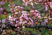 THENFORD ARBORETUM, OXFORDSHIRE: PINK, CREAM FLOWERS, BLOSSOM OF MALUS HUPEHENSIS, TEA CRAB APPLES, BLOSSOMS, TREES, APRIL, SPRING, FLOWERING