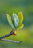 THENFORD ARBORETUM, OXFORDSHIRE: EMERGING GREEN LEAVES OF SORBUS HALIAMOVAE, TREES, APRIL, SPRING, FLOWERING