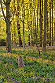 COTON MANOR  GARDEN, NORTHAMPTONSHIRE: BLUEBELL WOOD IN SPRING, MAY, BULBS, HYACINTHOIDES NON-SCRIPTA, BLUEBELLS, FLOWERS, GREEN, LEAVES, FOLIAGE