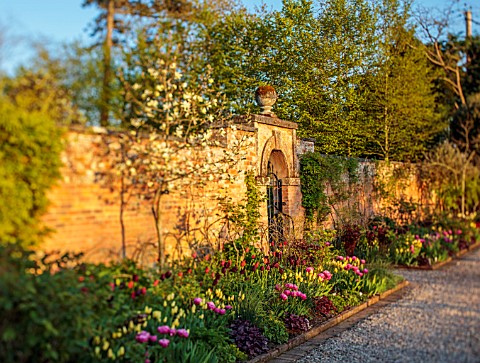 MORTON_HALL_GARDENS_WORCESTERSHIRE_THE_KITCHEN_GARDEN_SPRING_APRIL_BORDER_WITH_TULIPS_AMAZING_GRACE_