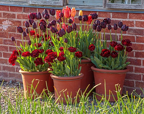 MORTON_HALL_GARDENS_WORCESTERSHIRE_TERRACOTTA_CONTAINERS_OF_TULIPS_BESIDE_THE_GREENHOUSE_TULIPA_RHAP