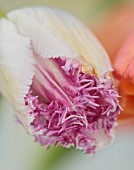 MORTON HALL GARDENS, WORCESTERSHIRE: CLOSE UP PORTRAIT OF CREAM, PURPLE, PINK FRINGED FLOWERS OF TULIP, TULIPA EYELINER, PARROT, FLOWERING, BLOOMING, BULBS, MAY