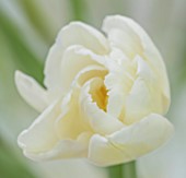 MORTON HALL GARDENS, WORCESTERSHIRE: CLOSE UP PORTRAIT OF WHITE FLOWERS OF DARWIN TULIP, TULIPA HAKUUN, PARROT, FLOWERING, BLOOMING, BULBS, MAY