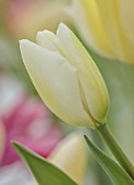 MORTON HALL GARDENS, WORCESTERSHIRE: CLOSE UP PORTRAIT OF WHITE FLOWERS OF DARWIN TULIP, TULIPA HAKUUN, PARROT, FLOWERING, BLOOMING, BULBS, MAY