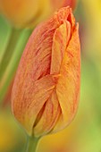 MORTON HALL GARDENS, WORCESTERSHIRE: CLOSE UP PORTRAIT OF YELLOW, ORANGE FLOWERS OF TULIP, TULIPA RHAPSODY OF SMILES, FLOWERING, BLOOMING, BULBS, MAY