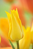 MORTON HALL GARDENS, WORCESTERSHIRE: CLOSE UP PORTRAIT OF YELLOW FLOWERS OF TULIP, TULIPA MOONLIGHT GIRL, FLOWERING, BLOOMING, BULBS, MAY