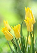 MORTON HALL GARDENS, WORCESTERSHIRE: CLOSE UP PORTRAIT OF YELLOW FLOWERS OF TULIP, TULIPA MOONLIGHT GIRL, FLOWERING, BLOOMING, BULBS, MAY