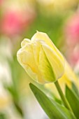 MORTON HALL GARDENS, WORCESTERSHIRE: CLOSE UP PORTRAIT OF WHITE, CREAM, YELLOW, GREEN FLOWERS OF TULIP, TULIPA MAUREEN, FLOWERING, BLOOMING, BULBS, MAY