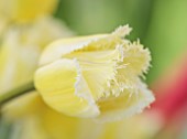 MORTON HALL GARDENS, WORCESTERSHIRE: CLOSE UP PORTRAIT OF WHITE, PALE, YELLOW FLOWERS OF TULIP, TULIPA SIGNATURE, FLOWERING, BLOOMING, BULBS, MAY, FRINGED